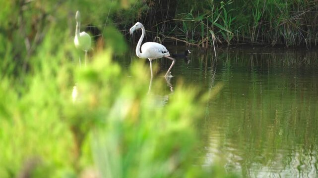 Eurasian Spoonbills Moving Slowly Through Quiet Wetland Water