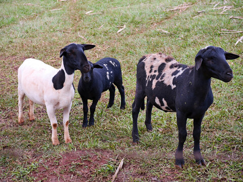 Dorper sheep standing on grass pasture, showing livestock farming and agriculture