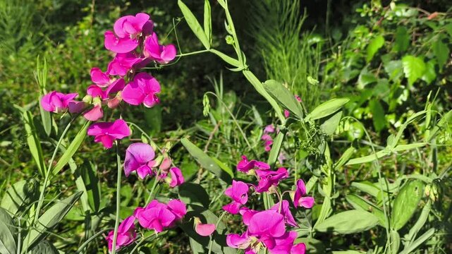Vibrant Pink Wildflowers Swaying in Sunlit Green Grass