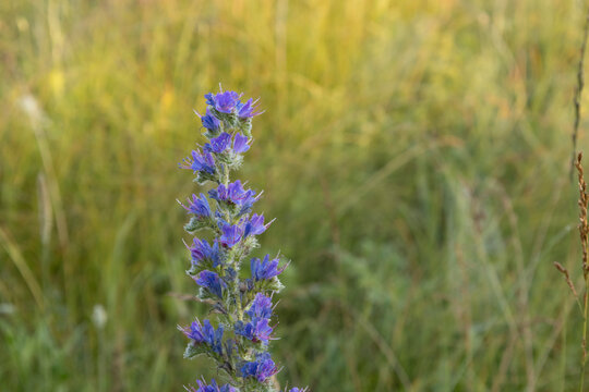 Macro shot of a beautiful blue wildflower, likely Viper's Bugloss, blooming in a summer meadow. Soft focus background of sunlit green grass highlights the delicate texture of the purple-blue petals.