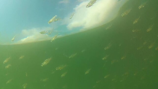 sea, school fish. 