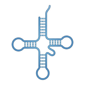 Transfer RNA Clover Leaf Model Isolated on Transparent Background