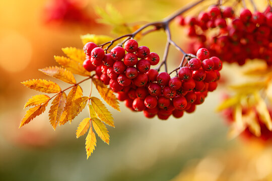 Red rowan berries cluster with autumn leaves in morning light
