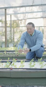 Vertical video: Senior Asian man leaning, lifting seedlings and checking growth on hydroponic bed
