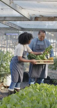 Vertical video: Senior man and woman harvesting greens in greenhouse, woman approaching crate