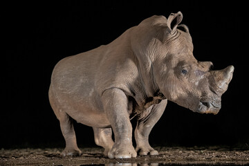 Fototapeta premium South Africa, Zimanga Private Game Reserve, White Rhinoceros 