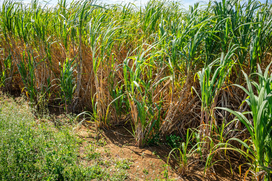 View of a sugar cane plantation in Miyakojima Japan