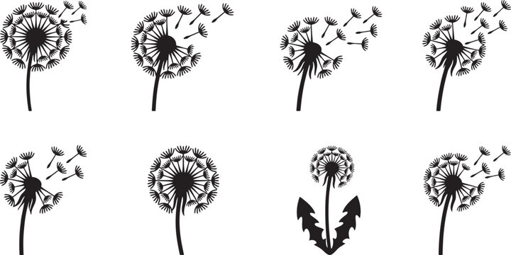 Dandelion clock silhouettes blowing delicate seeds in the wind