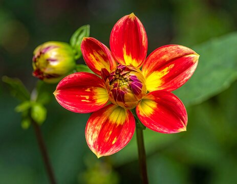 Red and Yellow Dahlia Bloom.
