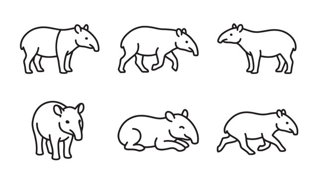 Set of tapir animal hand drawn vector line illustrations with wildlife creature rainforest illustration monochrome isolated background collection standing sleeping tropical endangered