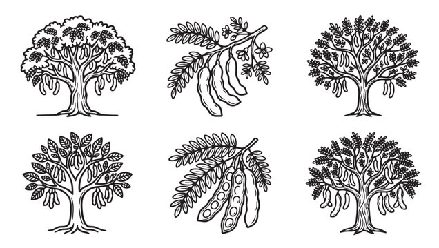 Detailed tamarind tree and fruit pods botanical hand drawn illustrations with tamarind botanical illustration tropical agriculture ingredient seasoning culinary collection monochrome