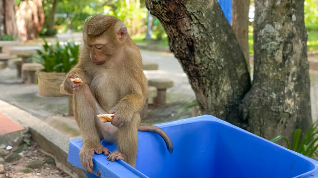 A pig-tailed macaque sits on a blue trash container, eating food it found in a city park. This photo demonstrates how wild animals adapt to the urban environment and interact with human waste.