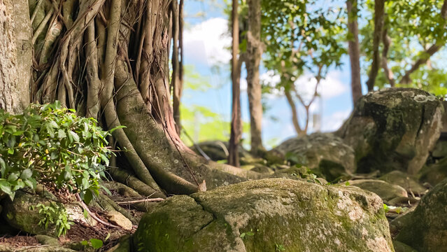 A picturesque corner of a tropical park with a huge banyan tree, massive boulders, and dense vegetation. A tranquil natural setting, suitable for ecotourism, conservation, travel, meditation.