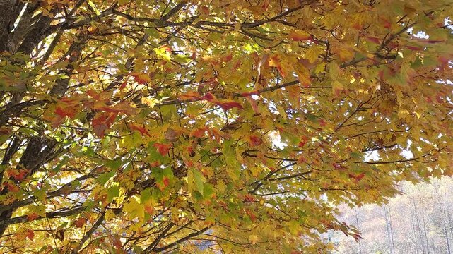 A light breeze moving through a maple tree in early autumn.  Leaves gently falling to the ground.