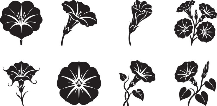 Morning glory and bindweed climbing vine flowers silhouette