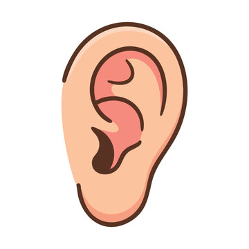 Illustrated Human Ear Isolated