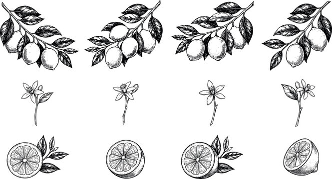 Vintage Hand Drawn Lemon Branch Element Set with Whole Fruits, Slices, Blossoms, and Leaves in Engraving Sketch Style Vector Illustration for Packaging Designs