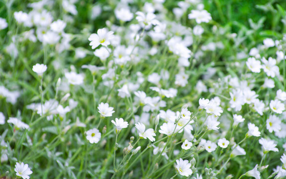 Gypsophila elegans as a garden flower in bloom