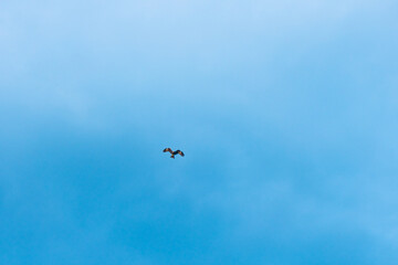 Fototapeta premium Wild bird soaring gracefully with wings spread against a vast, clear blue sky, evoking themes of freedom, ambition, and journey