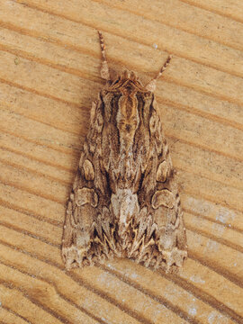 A top down view of a Dark Arches 'Apamea monoglypha' moth