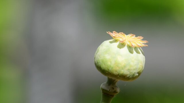 opium poppy with unripe capsules sway in a summer breeze