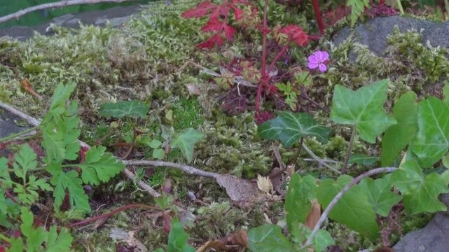 Pink Wildflowers and Ivy on Mossy Stone Wall, Irish Countryside
