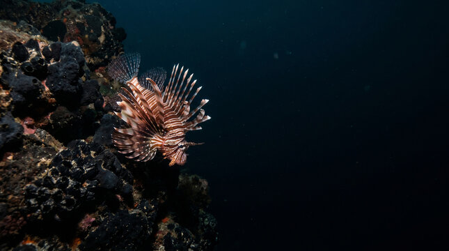 Lionfish spreading its striped fins beside a deep ocean reef in the dark underwater environment