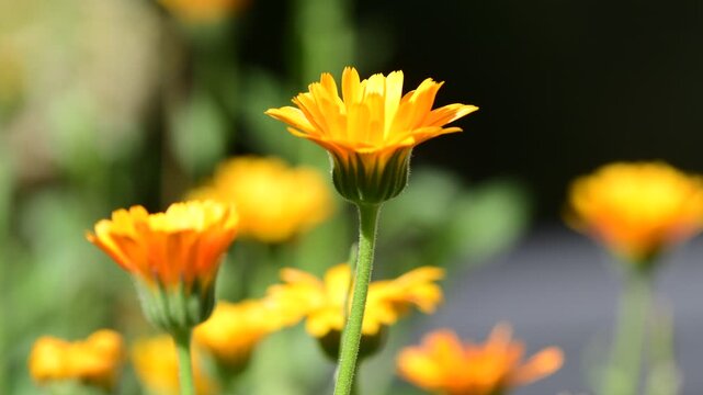 Common marigold, medicinal plant with flower 