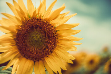 Naklejka premium Artistic close-up of blooming sunflowers in a summer field. Vintage lens aesthetic, featuring soft focus, warm golden tones, and a nostalgic film-like quality. Perfect for summer background projects.