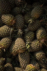Fototapeta premium Pineapples pile high, textured skin gleaming