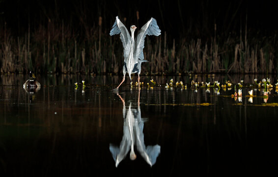 Grey heron night fishing at the pond