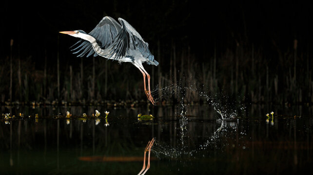 Grey heron night fishing at the pond