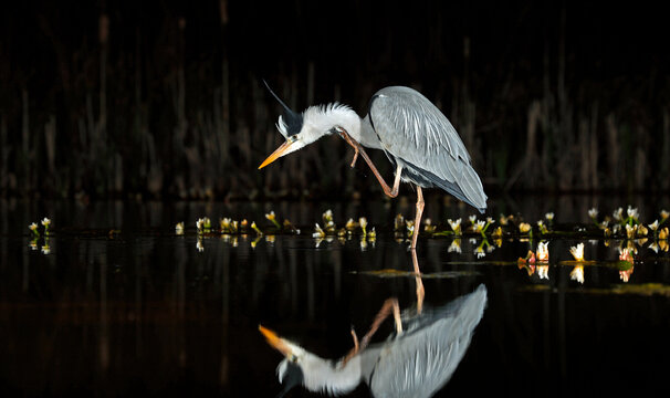 Grey heron night fishing at the pond