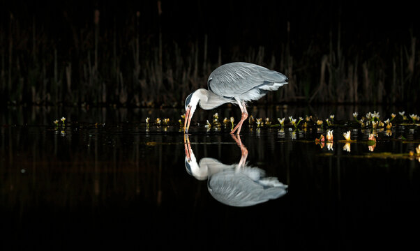 Grey heron night fishing at the pond