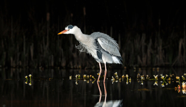Grey heron night fishing at the pond