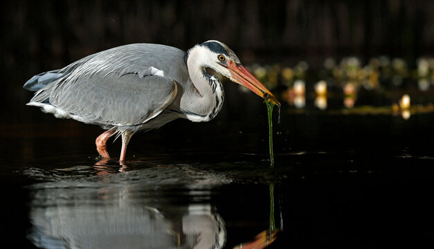 Grey heron night fishing at the pond