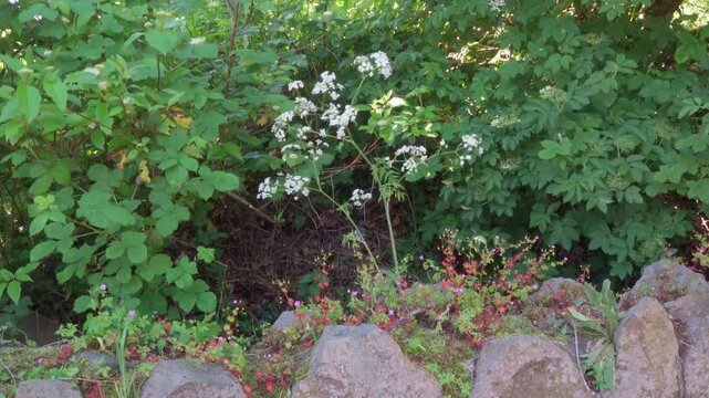 Wildflowers Swaying by Stone Wall in Irish Countryside