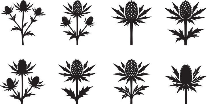 Thistle plant and wild thorny flowers silhouette set for botanical illustrations