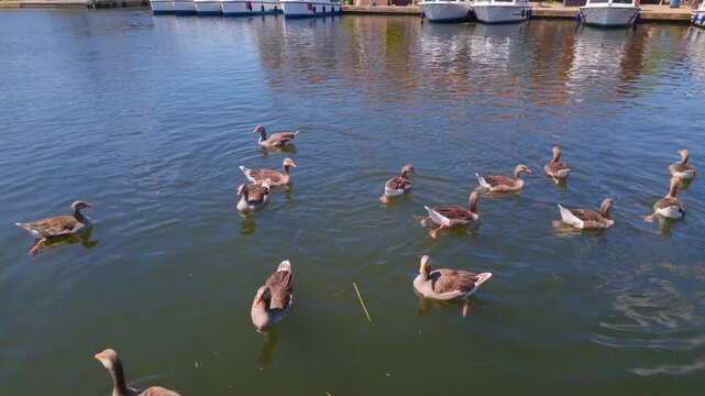 A gaggle of Greylag Geese looking for food on the River Bure water at Wroxham in North Norfolk, UK