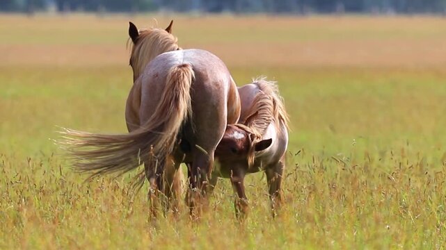 A young horse foal suckles milk from its mother mare in a wide natural grassy field under the bright sun