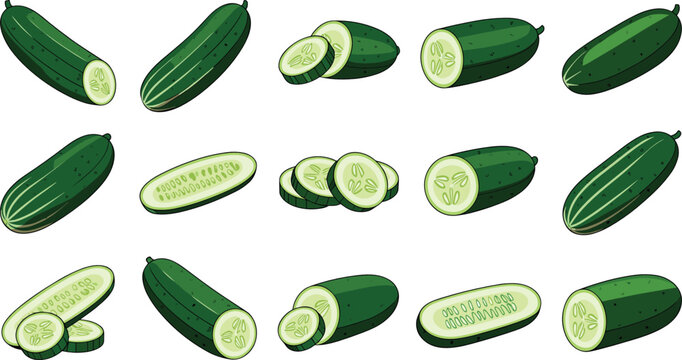 Cucumber vector illustration collection featuring whole green cucumbers halves cross section wedges and round slices for healthy salad design