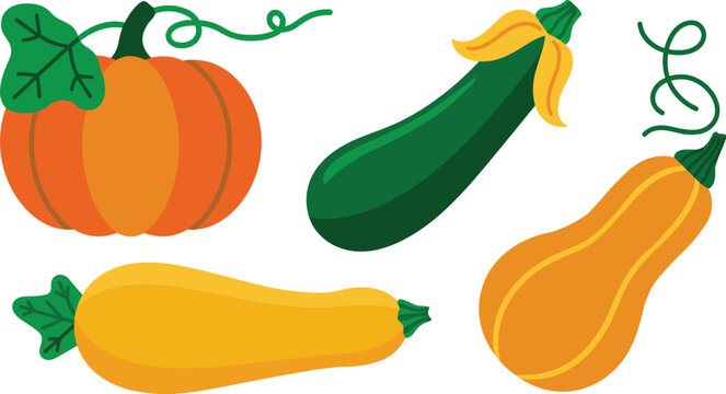 Pumpkin and squash vector illustration collection featuring orange pumpkins green zucchini with blossom and yellow butternut squash for autumn thanksgiving design