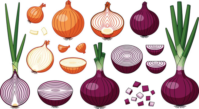 Onion varieties vector illustration set featuring red and yellow whole onions halves rings wedges scallions and diced pieces for culinary graphics