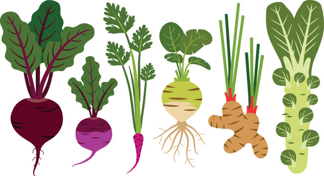 Root vegetables vector illustration collection featuring fresh beetroot purple carrot turnip ginger and brussels sprouts for healthy organic cooking graphic design