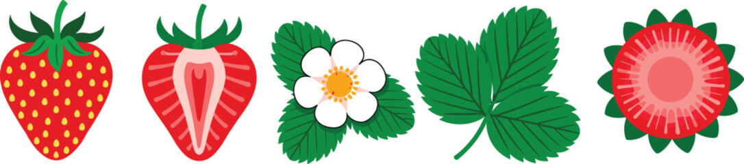 Strawberry vector illustration elements featuring whole red berry vertical slice white flower green leaves and round cross section for food graphics © IVY QUEEN