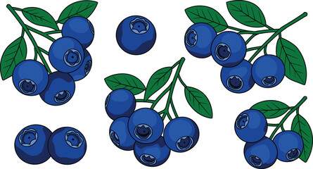 Blueberry clusters vector illustration collection featuring fresh ripe dark blue berries on twigs with green leaves for food graphic design © IVY QUEEN
