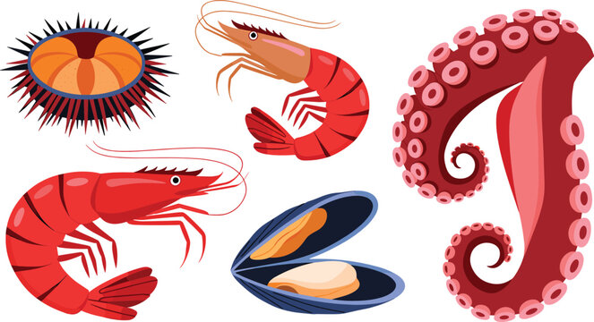 Seafood vector illustration collection featuring fresh sea urchin raw tiger prawns prawns boiled octopus tentacle and open mussel shell elements