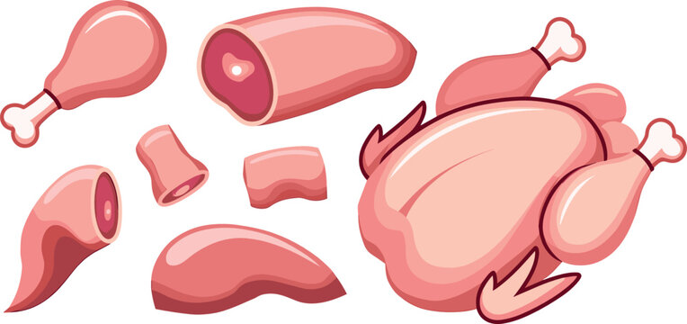 Raw chicken cuts vector illustration collection featuring whole fresh carcass drumstick breast fillet thigh and wing pieces for butcher shop graphic design