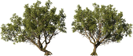 Fototapeta premium Tree on a transparent background