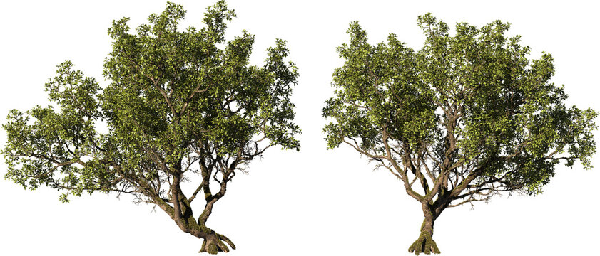 Tree on a transparent background